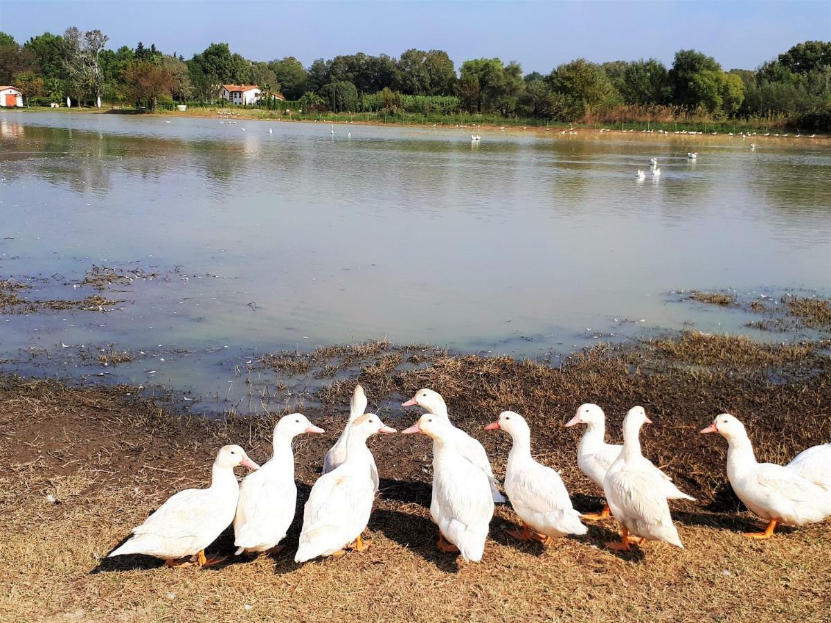 Вилла Pumperhouse Arles Camargue Сен-Жиль Экстерьер фото